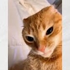 Streamers Content Voice