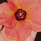 Confident Female Speaker