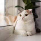 ଓଡ଼ିଆ ସ୍ପଷ୍ଟ ସ୍ୱର