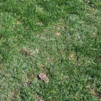 Calm Nature Narrator