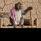 الصقر الجارح 