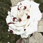 Voz Masculina Profunda e Expressiva