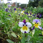 Confident Male Narrator