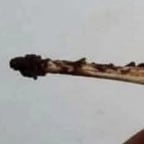 เสียงหญิงสาวสดใส