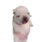 Dynamic Male Performer