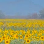 भावुक हिंदी गायिका