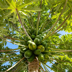 Professional Analyst Voice