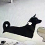 自然男声