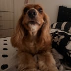 Voz Latina Energética