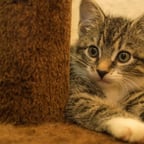 12.9北方爆款女声