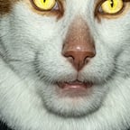 Молодой Рассказчик