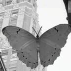 Male transatlantic accent