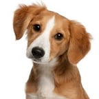 Calm Science Narrator