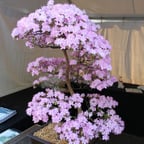 Gentle Conversationalist