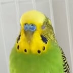 Clear Informative Narrator