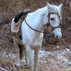 白龙马