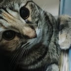 Dramatic Baritone Voice