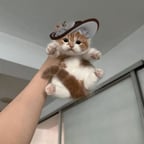 Вдумчивый Женский Голос
