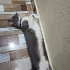 Rayleigh e narrador pt Br 