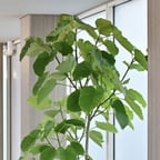 落ち着いたビジネス声