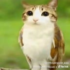 Голос Метро