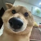 落ち着いたナレーション