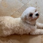 Adventurous Global Voice