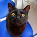 Pelo sombra el de wine xd 