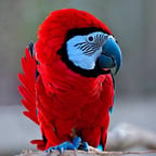 Мощный Рэп Голос