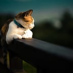 Lila vila entrando em celebros