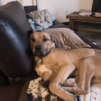 Clear Friendly Voice