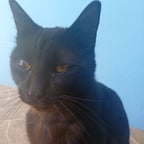 Narrador Casual Español