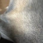 Energetic Male Announcer