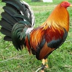 Gallo