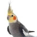 Treat better than Jews by Rucka ali