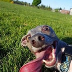 andres alejandro ramon voz 