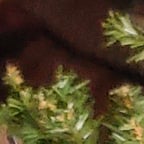 Dynamic Urban Storyteller