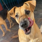 Voz Conversacional y Amistosa