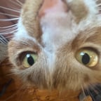 Спокойный Мужской Голос