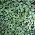 Consejero de Jardinería