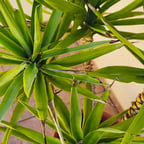 Voz Conversacional Relajada