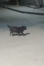 Voz Alegre y Expresiva