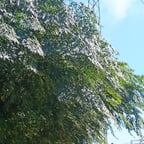 Voz Institucional Formal