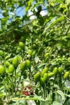 Voz Animada Portuguesa