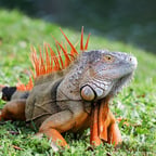 Voz Amistosa y Clara