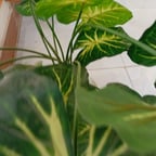 Announcer of squid game