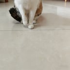 热情女声