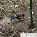 मधुर हिंदी आवाज़