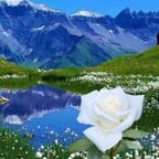 صوت الزرازرة 