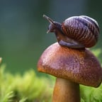 Kai z Ninjago (Polska)